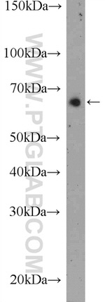 INT11 Antibody in Western Blot (WB)
