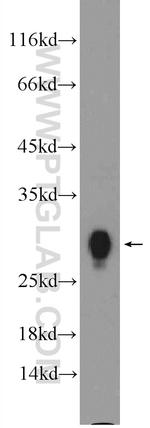 HLA-DRB1 Antibody in Western Blot (WB)