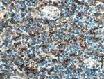 HLA-DRB1 Antibody in Immunohistochemistry (Paraffin) (IHC (P))
