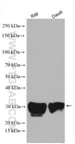 HLA-DRB1 Antibody in Western Blot (WB)