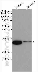 THYN1 Antibody in Western Blot (WB)