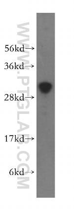 THYN1 Antibody in Western Blot (WB)