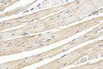OLFML3 Antibody in Immunohistochemistry (Paraffin) (IHC (P))