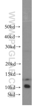 RPS27L Antibody in Western Blot (WB)