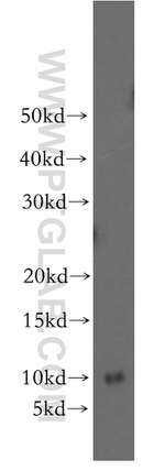 RPS27L Antibody in Western Blot (WB)