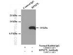 RPS27L Antibody in Immunoprecipitation (IP)
