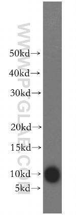RPS27L Antibody in Western Blot (WB)