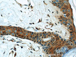 FABP4 Antibody in Immunohistochemistry (Paraffin) (IHC (P))