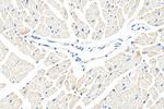 Phospholamban Antibody in Immunohistochemistry (Paraffin) (IHC (P))