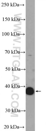 Glycophorin A Antibody in Western Blot (WB)