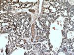 Glycophorin A Antibody in Immunohistochemistry (Paraffin) (IHC (P))
