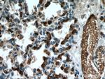 Glycophorin A Antibody in Immunohistochemistry (Paraffin) (IHC (P))