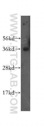 Glycophorin A Antibody in Western Blot (WB)