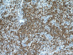 Glycophorin A Antibody in Immunohistochemistry (Paraffin) (IHC (P))