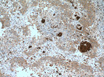 Glycophorin A Antibody in Immunohistochemistry (Paraffin) (IHC (P))