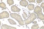LSM3 Antibody in Immunohistochemistry (Paraffin) (IHC (P))