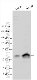 LSM3 Antibody in Western Blot (WB)