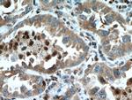 UFM1 Antibody in Immunohistochemistry (Paraffin) (IHC (P))