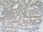 MOBKL3 Antibody in Immunohistochemistry (Paraffin) (IHC (P))