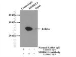 MOBKL3 Antibody in Immunoprecipitation (IP)