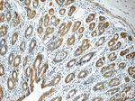 MOBKL3 Antibody in Immunohistochemistry (Paraffin) (IHC (P))