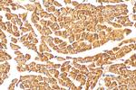 NDUFA2 Antibody in Immunohistochemistry (Paraffin) (IHC (P))