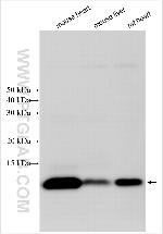 NDUFA2 Antibody in Western Blot (WB)