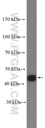 CKM/CKB Antibody in Western Blot (WB)