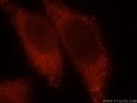 CALML4 Antibody in Immunocytochemistry (ICC/IF)