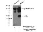 CALML4 Antibody in Immunoprecipitation (IP)
