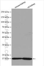 CALML4 Antibody in Western Blot (WB)