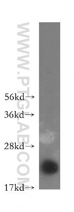 CALML4 Antibody in Western Blot (WB)