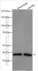 SGTB Antibody in Western Blot (WB)