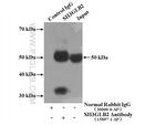 SH3GLB2 Antibody in Immunoprecipitation (IP)