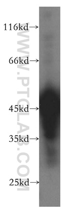 SH3GLB2 Antibody in Western Blot (WB)