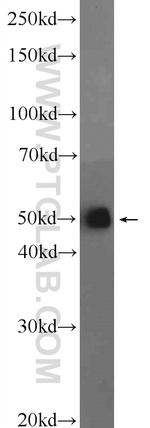 SH3GLB2 Antibody in Western Blot (WB)