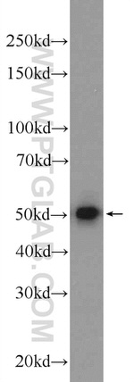 SH3GLB2 Antibody in Western Blot (WB)