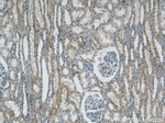 ACTO9 Antibody in Immunohistochemistry (Paraffin) (IHC (P))