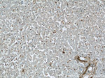 GSTP1 Antibody in Immunohistochemistry (Paraffin) (IHC (P))