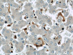 GSTP1 Antibody in Immunohistochemistry (Paraffin) (IHC (P))