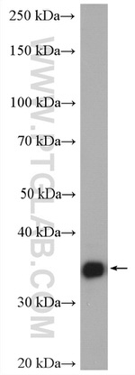 MDH1 Antibody in Western Blot (WB)