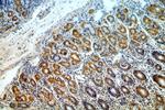 MRPS2 Antibody in Immunohistochemistry (Paraffin) (IHC (P))