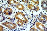 MRPS2 Antibody in Immunohistochemistry (Paraffin) (IHC (P))