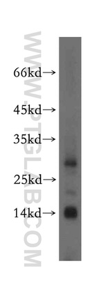 MRPS2 Antibody in Western Blot (WB)