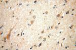 IDH3A Antibody in Immunohistochemistry (Paraffin) (IHC (P))