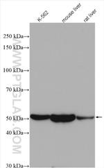 ALDH1A1 Antibody in Western Blot (WB)