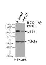 UBE1 Antibody in Western Blot (WB)