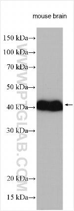 MRPL38 Antibody in Western Blot (WB)