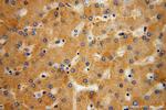 MRPL38 Antibody in Immunohistochemistry (Paraffin) (IHC (P))