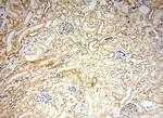 Semenogelin-1 Antibody in Immunohistochemistry (Paraffin) (IHC (P))